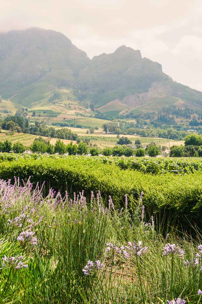 Stellenbosch Winelands