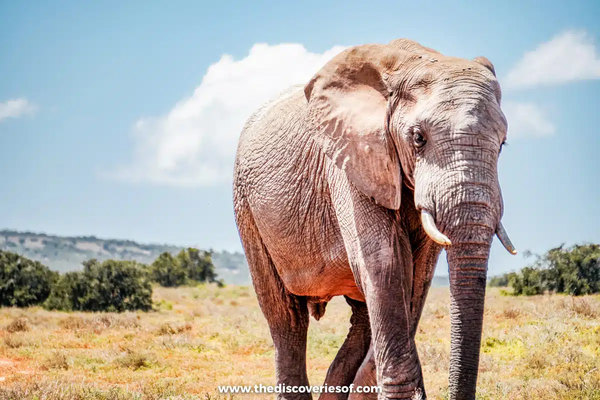 Elephant in Addo