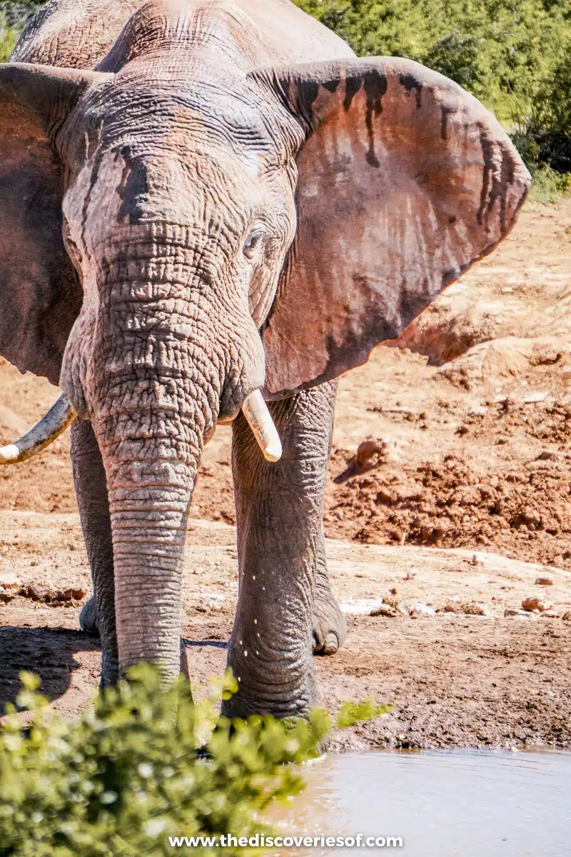 Elephant in Addo