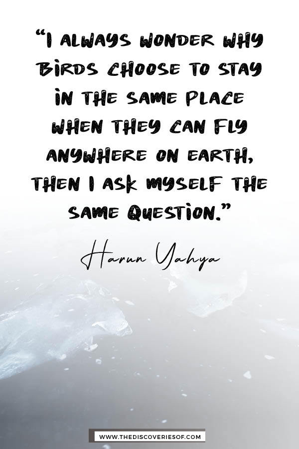 I always wonder why birds - Harun Yahya