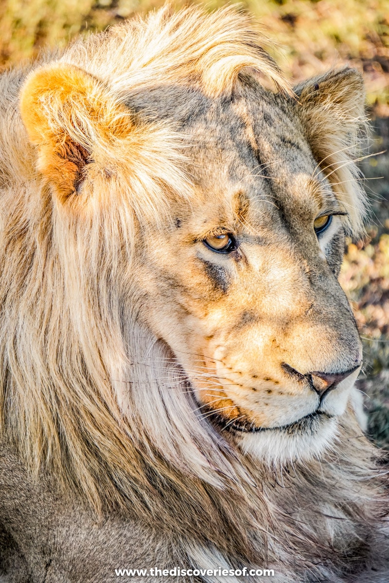 Lion in Addo