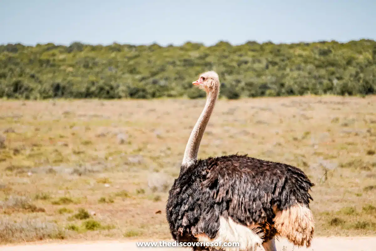 Ostrich in the park 