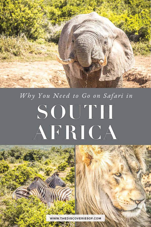 Safari in Addo