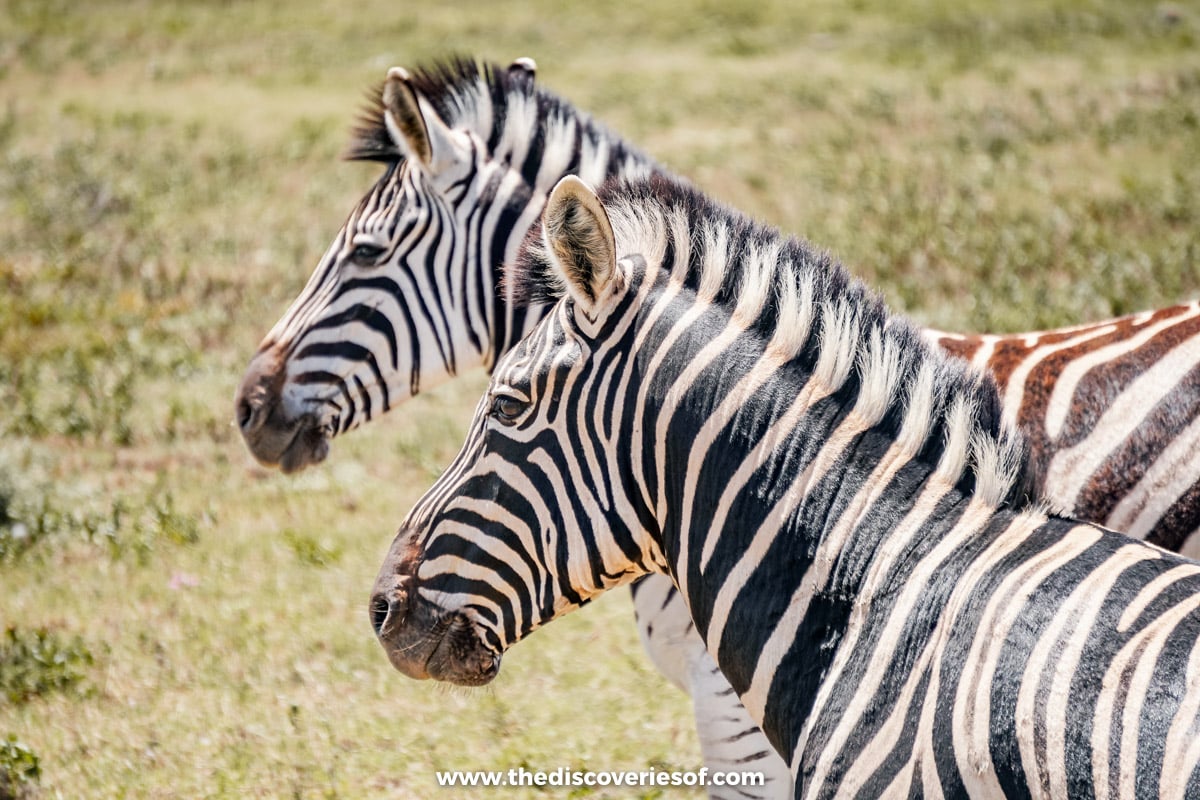 Zebras in the park