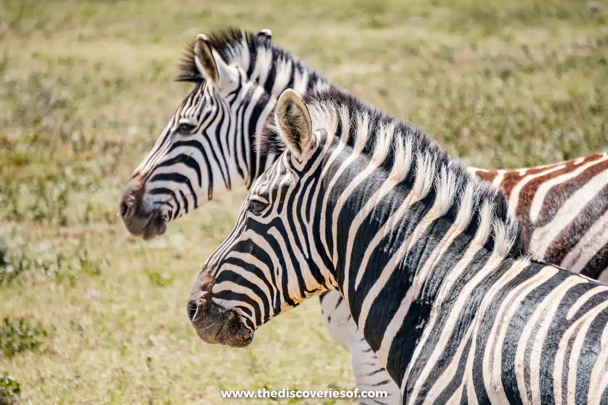 Zebras in the park 