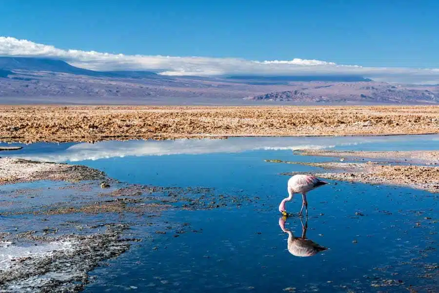 Laguna Chaxa