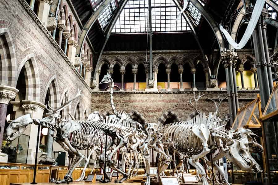 Oxford University Museum of Natural History