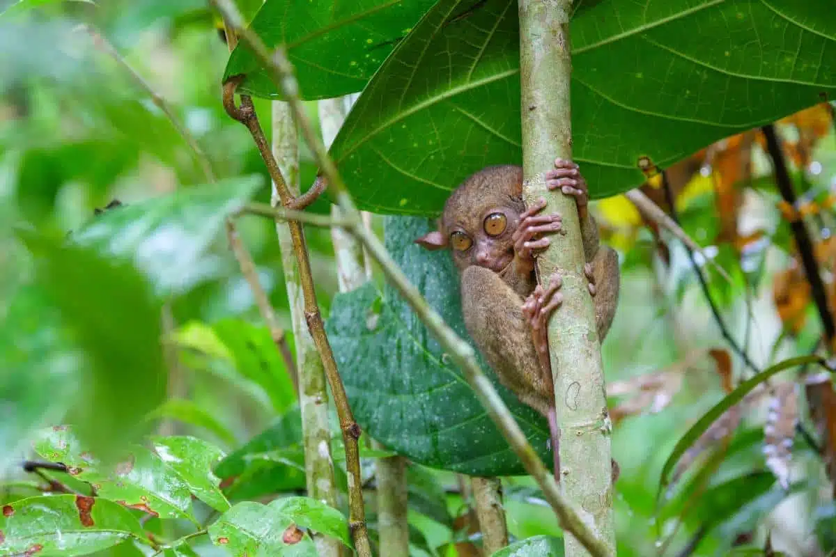 Tarsier Philippines