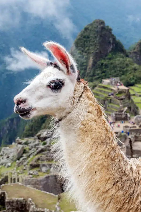 Machu Picchu