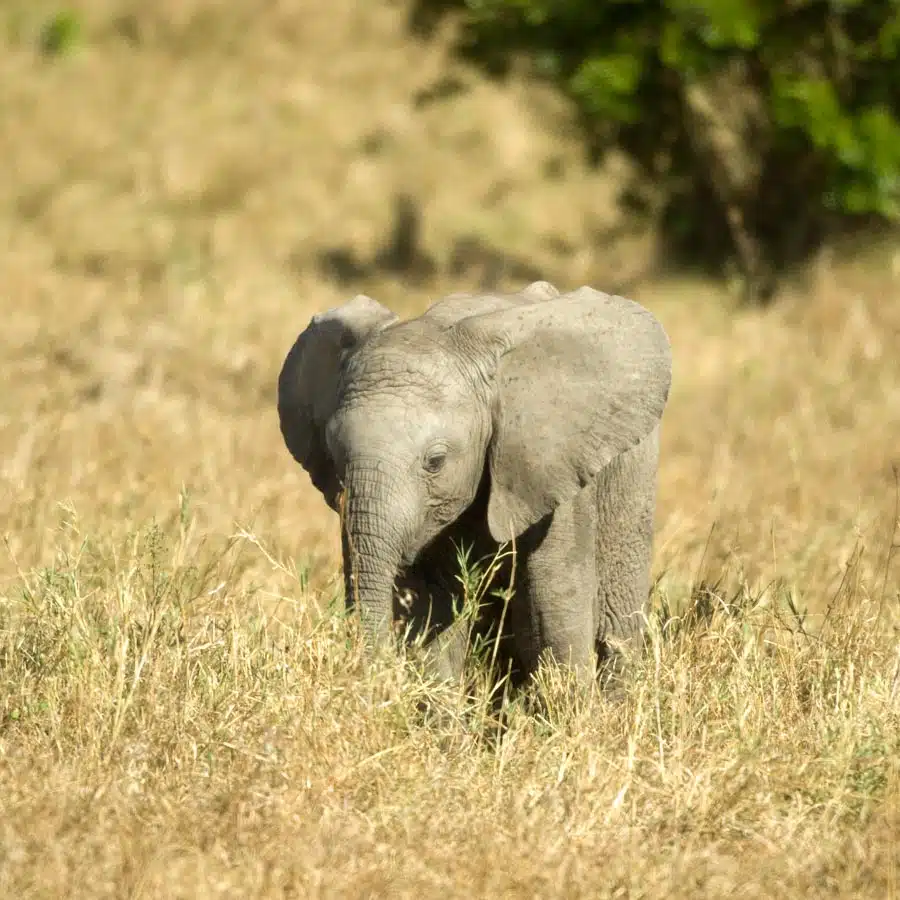 Addo