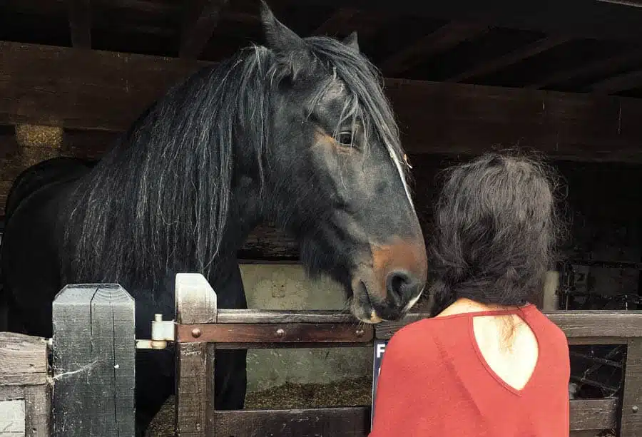 Hanging with the Horses at Healey's