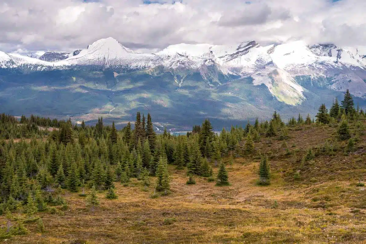 Bald Hills Jasper