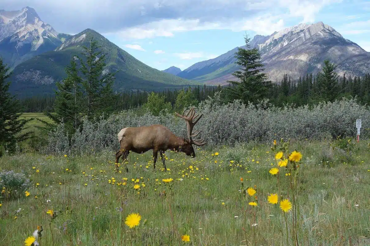 Karibu Banff Rockies