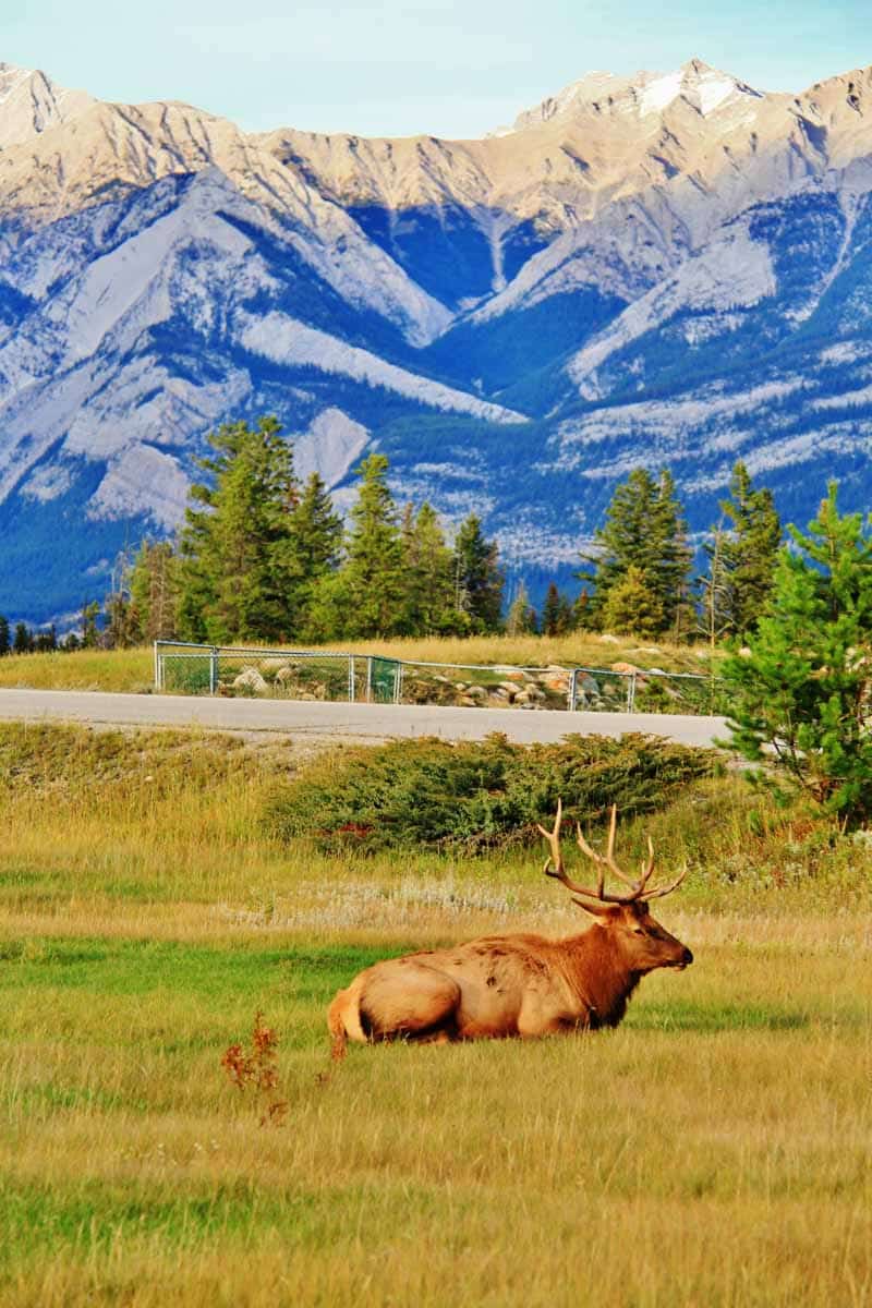 Wildlife Jasper National Park