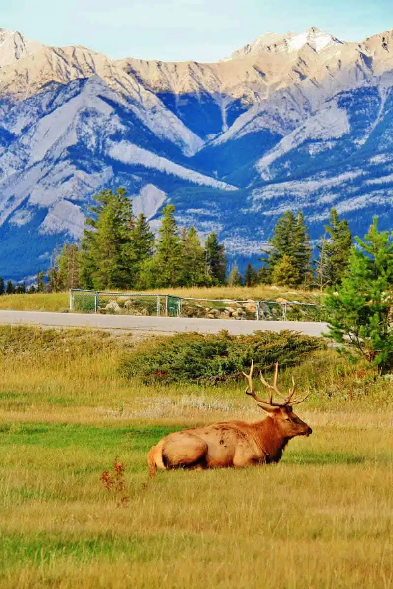 Wildlife Jasper National Park 