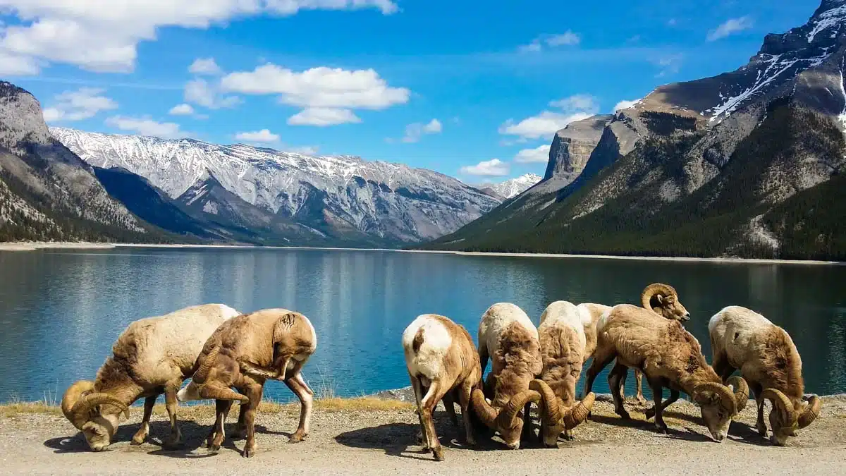 Lake Minnewanka