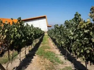 Wine Tasting Maipo