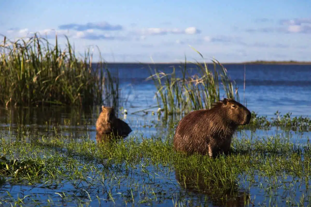 Ibera Wetlands