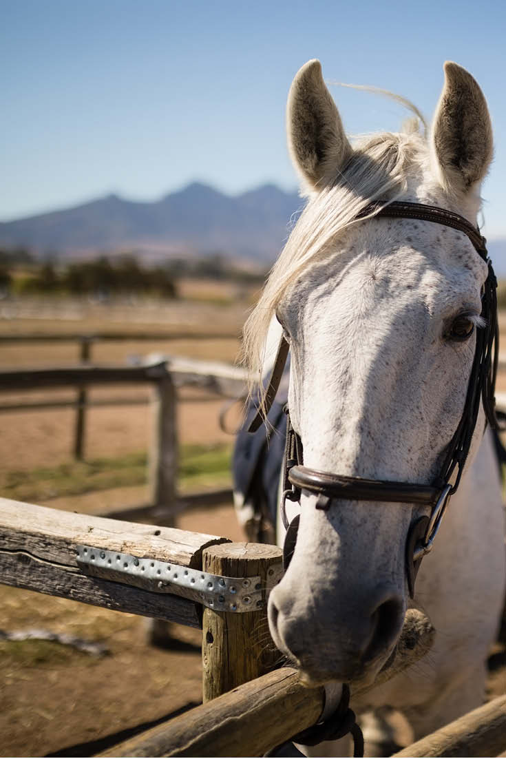Dude Ranch