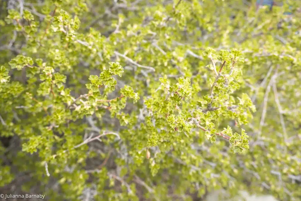 Juniper on the ranch grounds