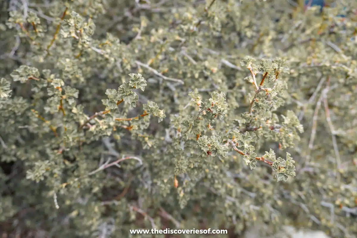 Foraging at the ranch 