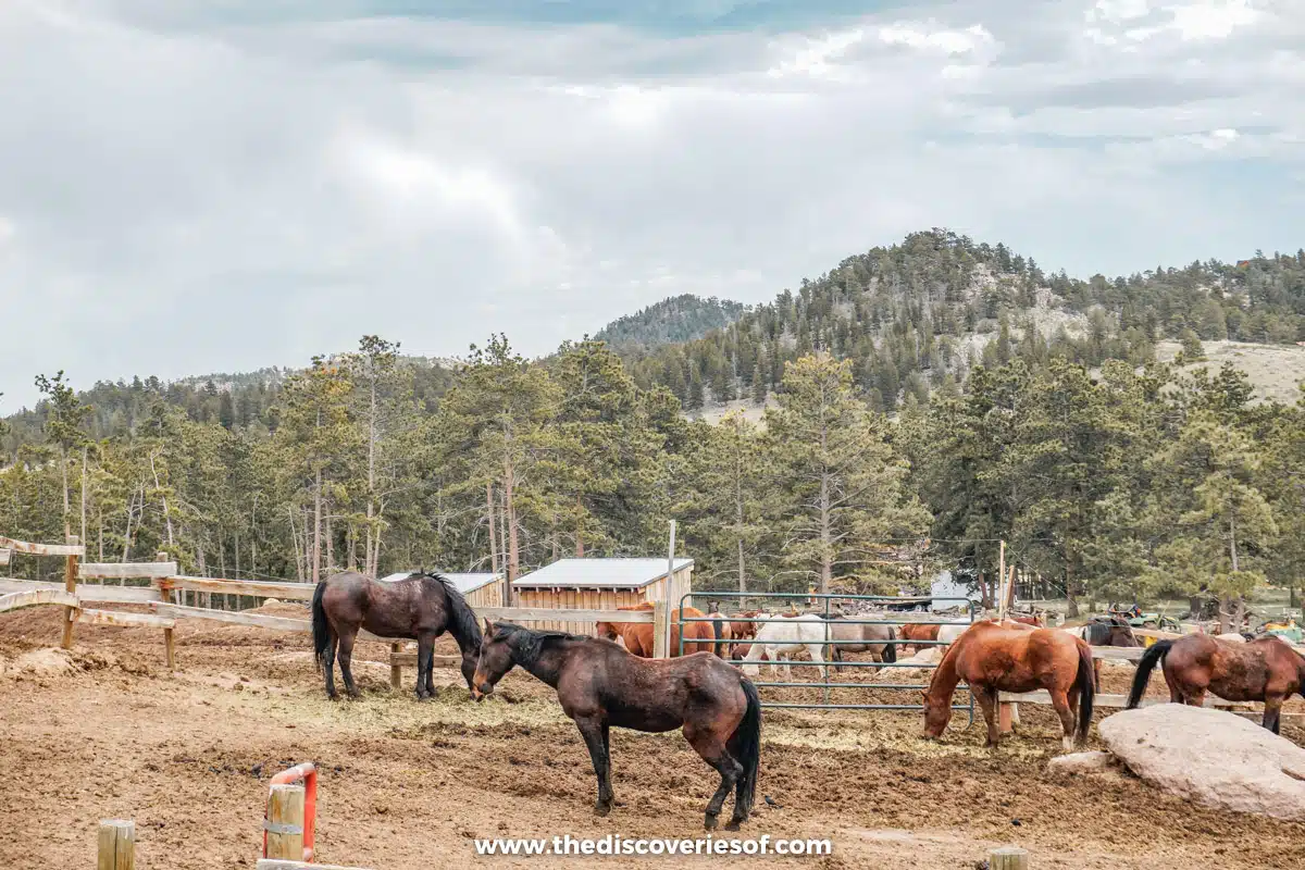 The horses in the ranch 