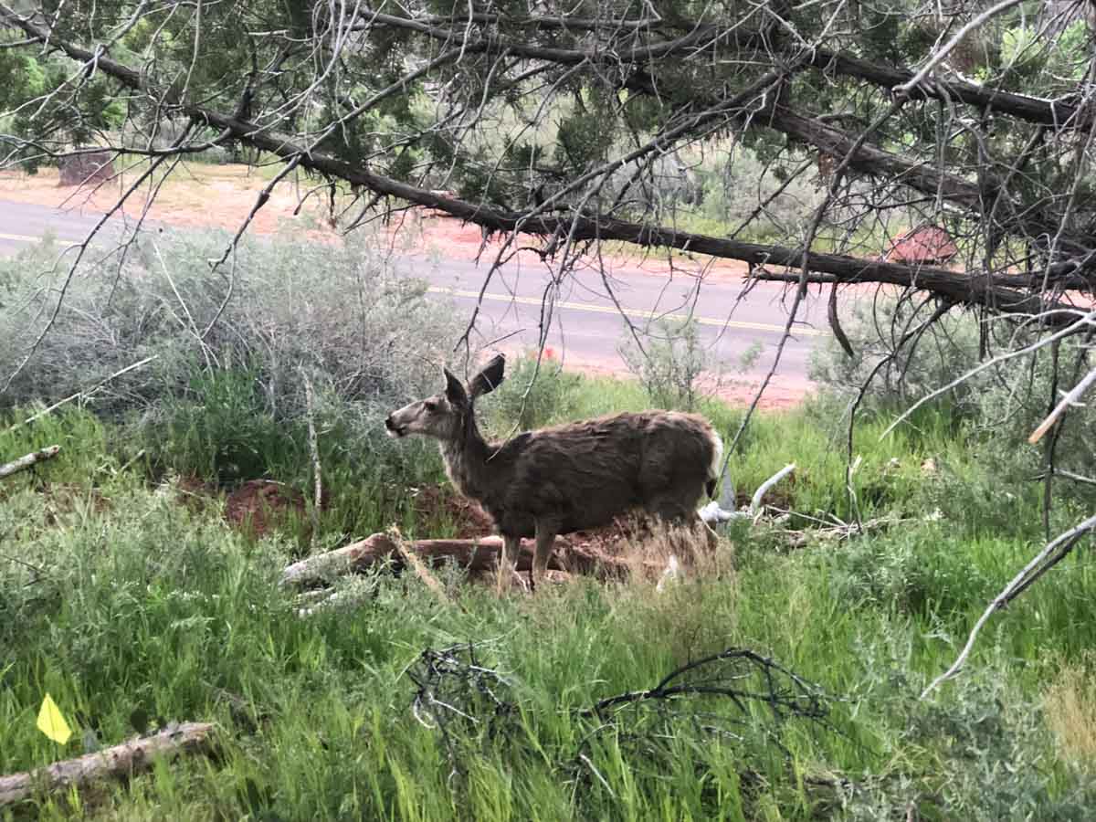 Deer in Zion