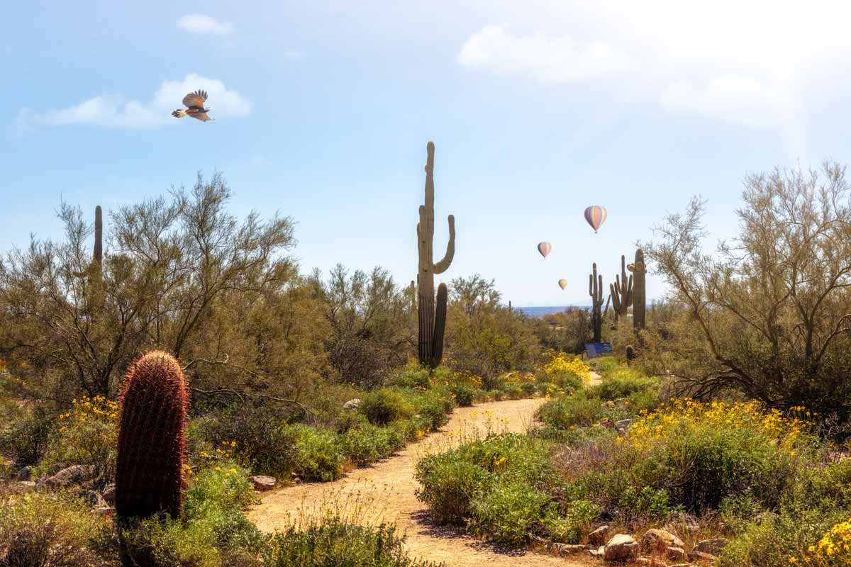 Hot Air Balloon Scottsdale