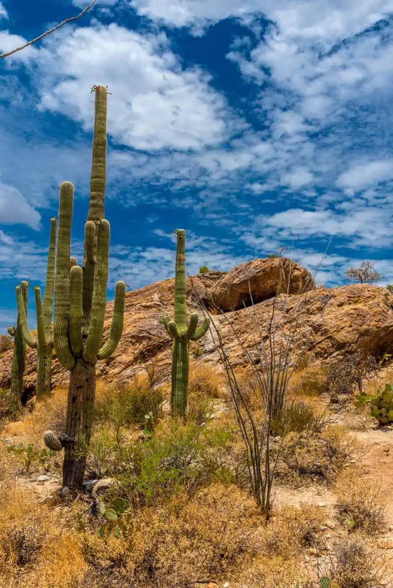 Sonoran Desert