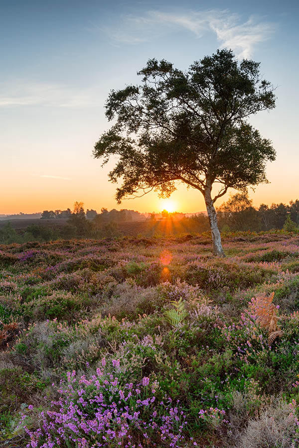 Things to Do in New Forest