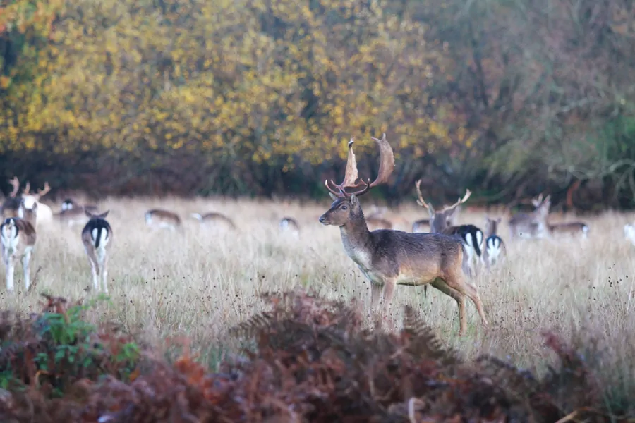 Bolderwood Deer Sanctuary