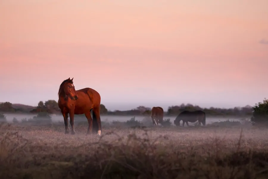 Horse Riding in New Forest