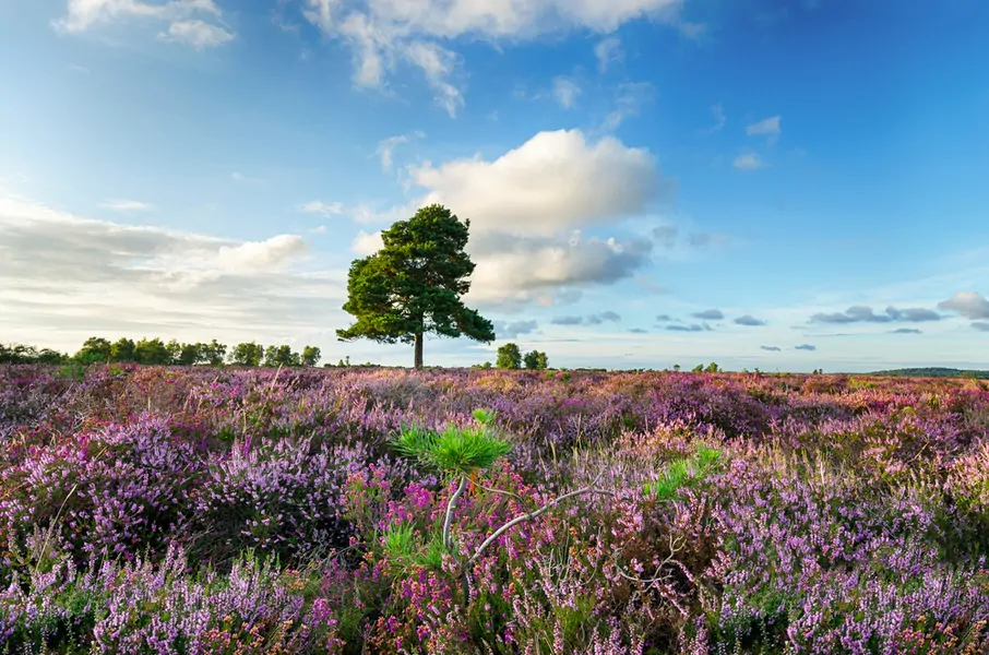 new forest national park