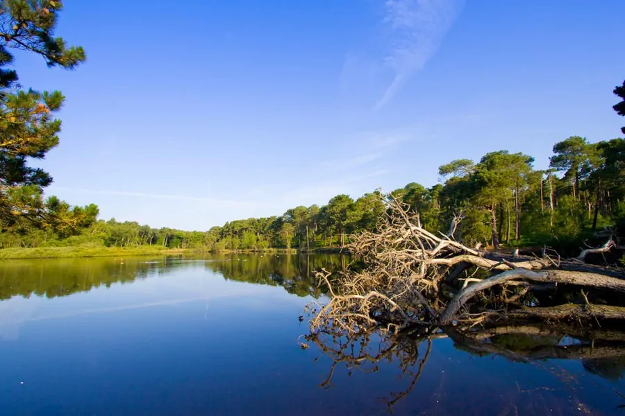 Brownsea Island