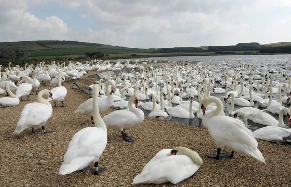 Abbotsbury Swannery