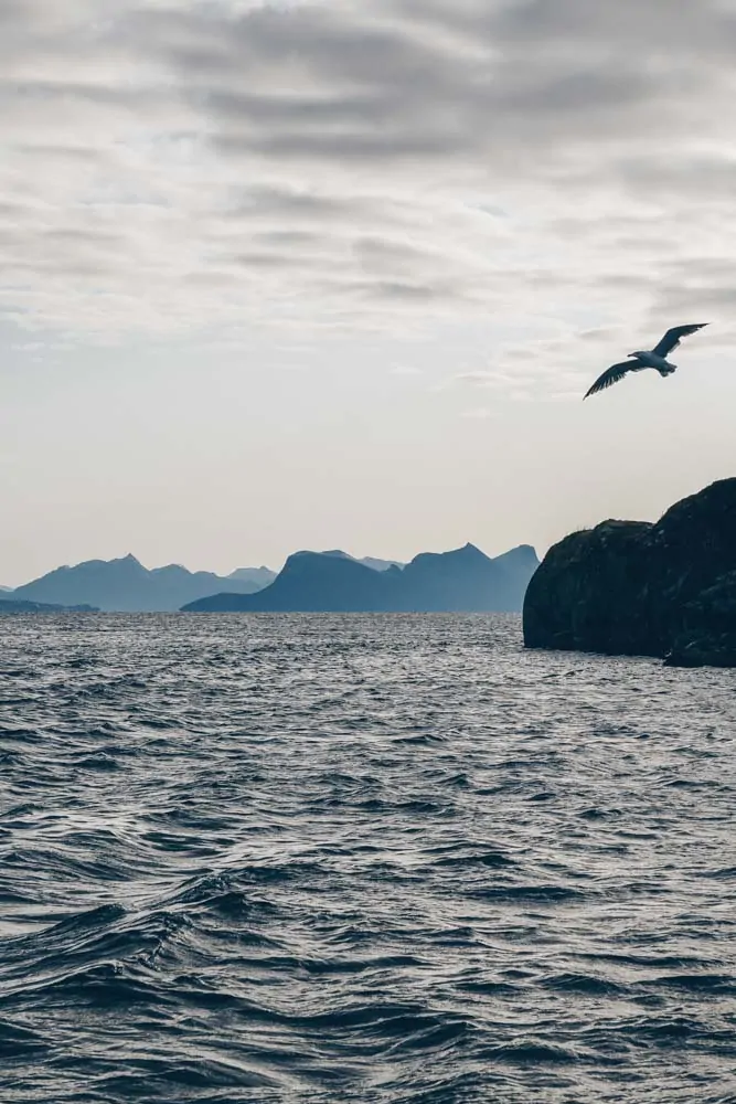 Gulls following the boat