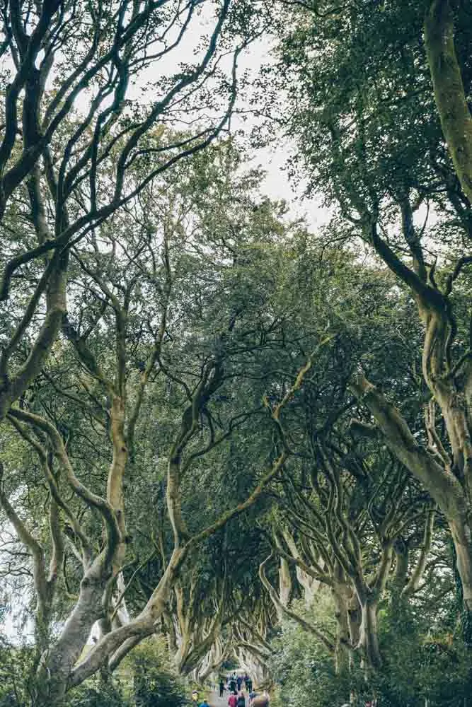 The Dark Hedges