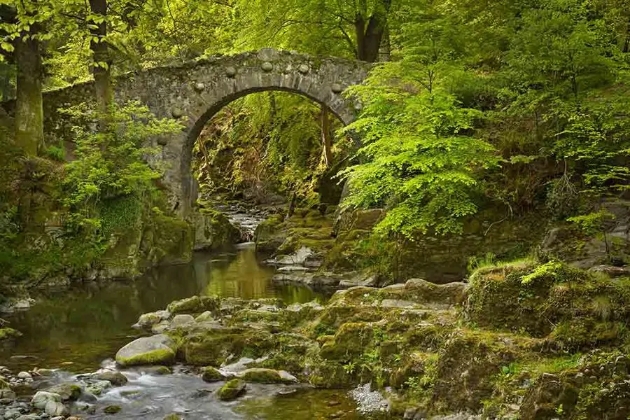 Tollymore Forest