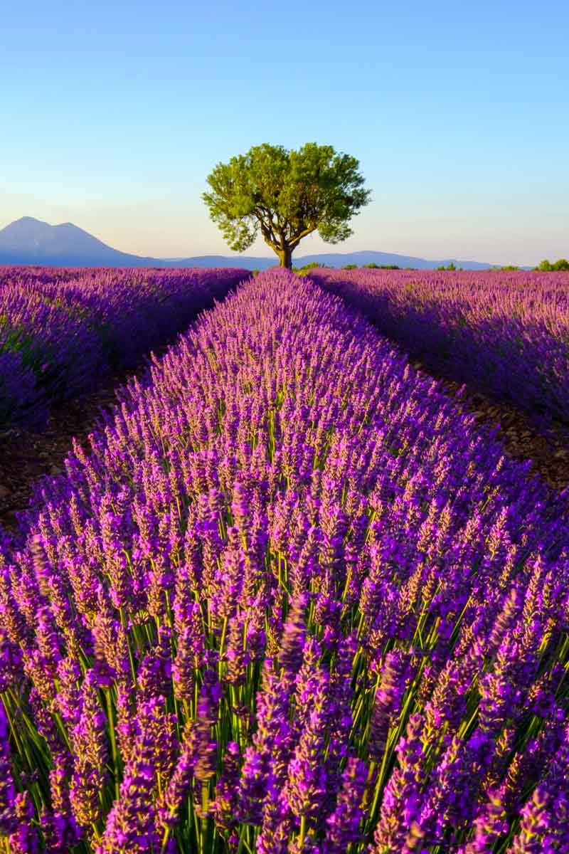 Lavender Provence France