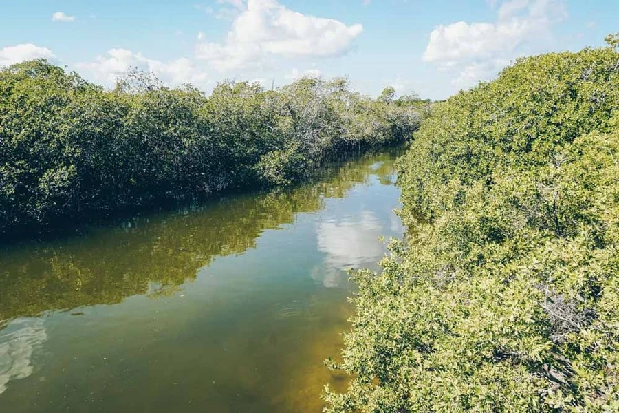 Mangroves in Sian Ka'an