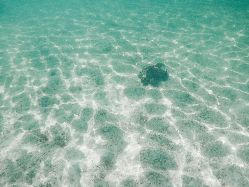 Swimming with the Sea Turtles at Akumal
