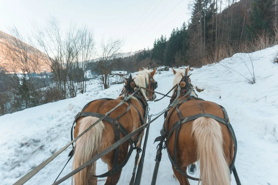 Riding in Horse Drawn Carriage 