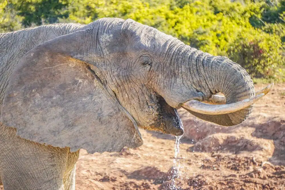 Elephants at Addo