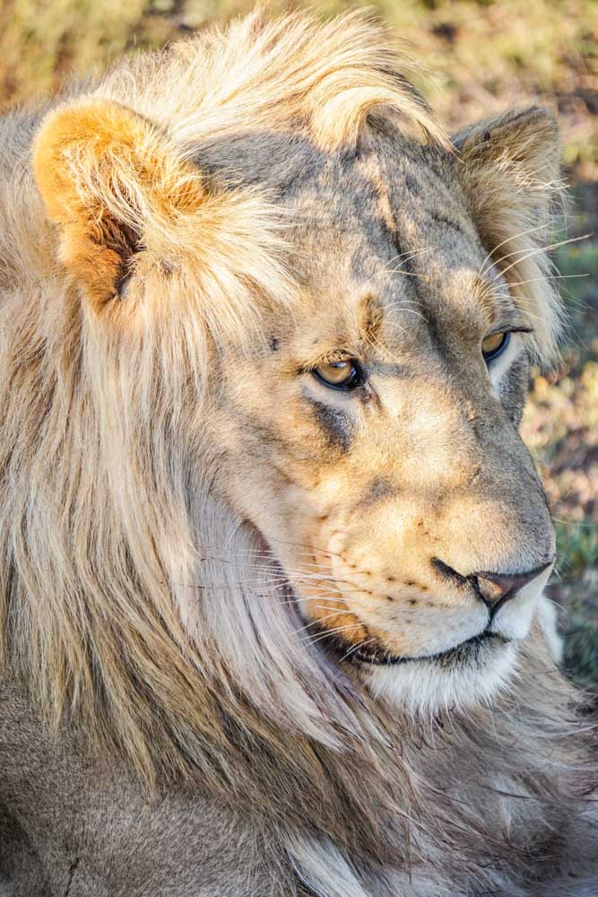 Lions in Addo