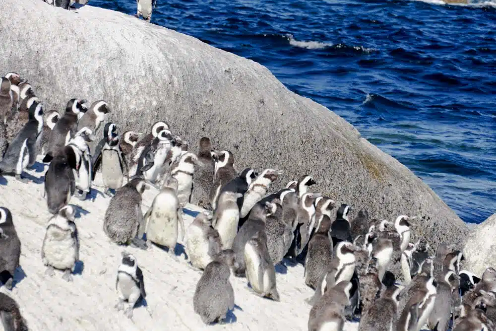 Boulders Beach Penguins