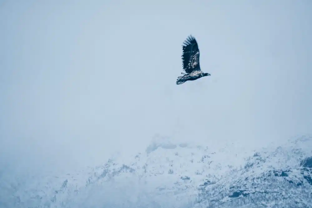 Eagle safari Lofoten