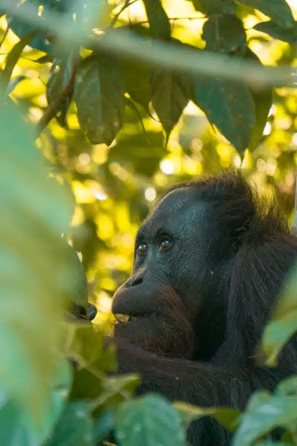 Orangutans in Borneo