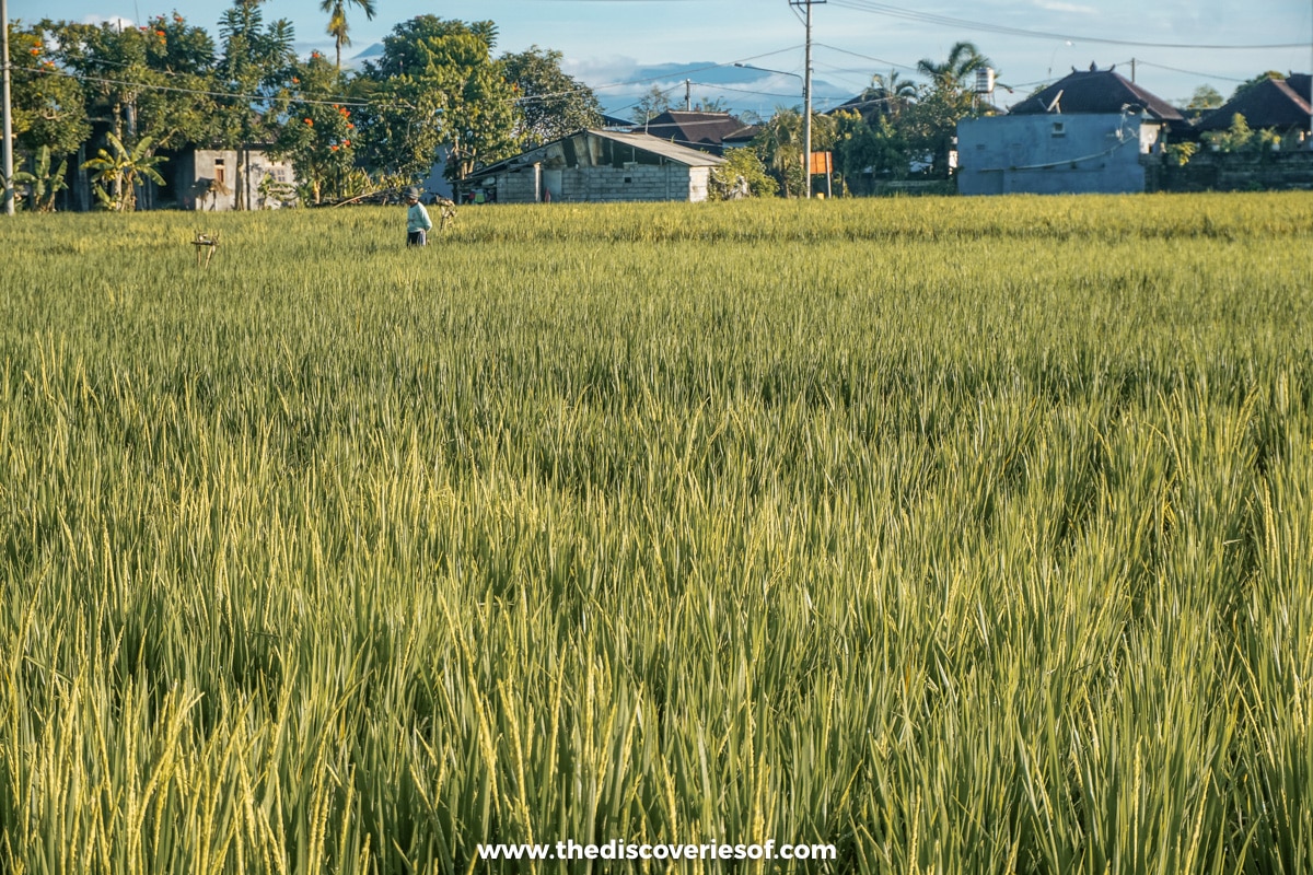 Canggu rice paddies 
