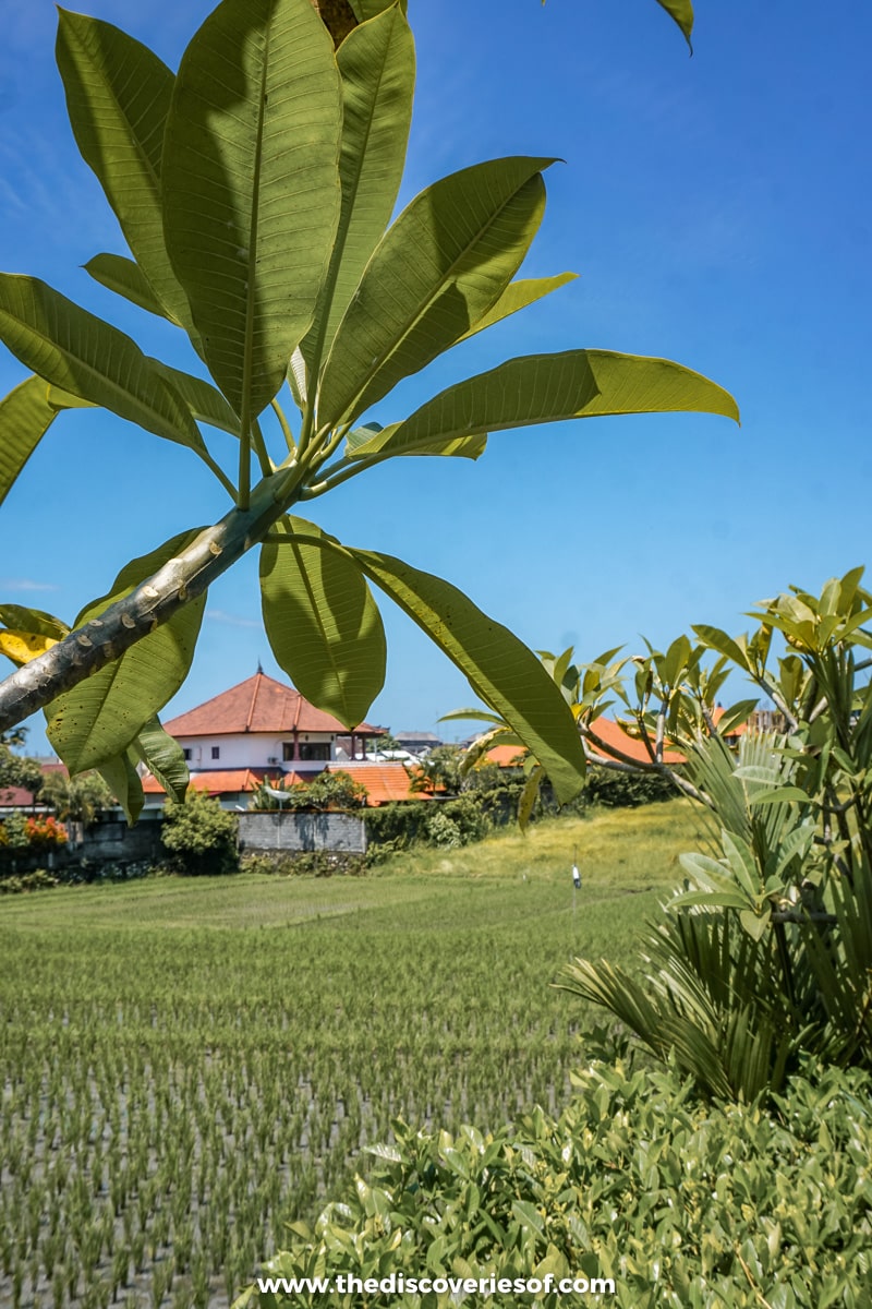 Rice fields in Canggu