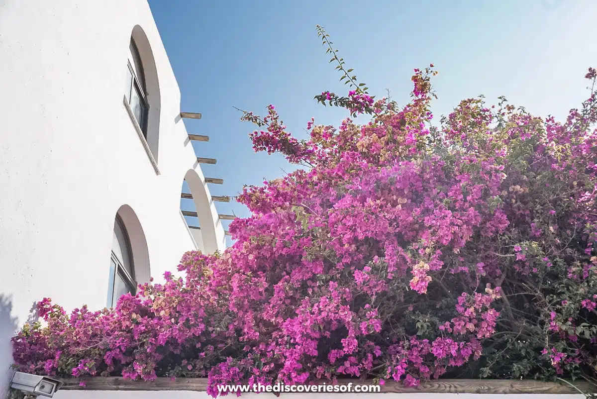 Bougainvillea and a whitewashed building 